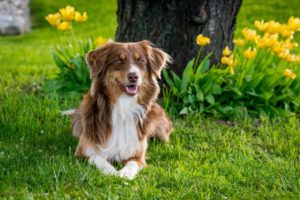 dog in garden