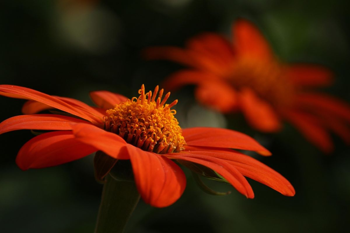 orange flower